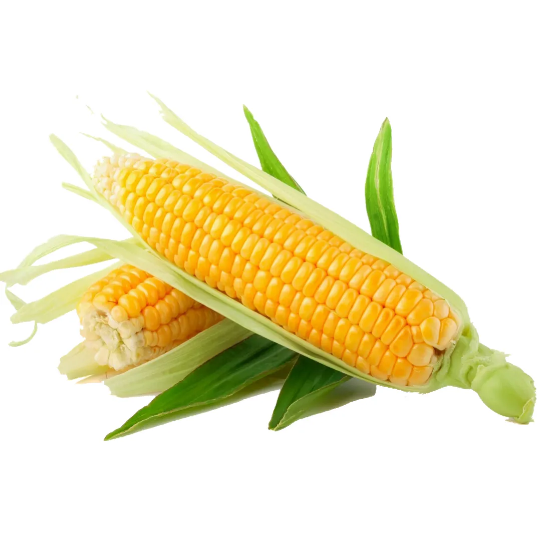 babycorn1